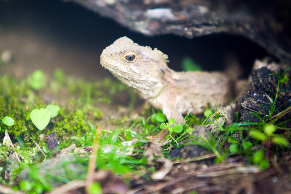 nz dinosaur